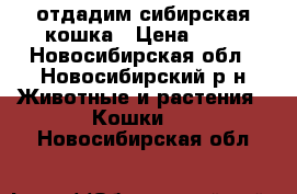 отдадим сибирская кошка › Цена ­ 10 - Новосибирская обл., Новосибирский р-н Животные и растения » Кошки   . Новосибирская обл.